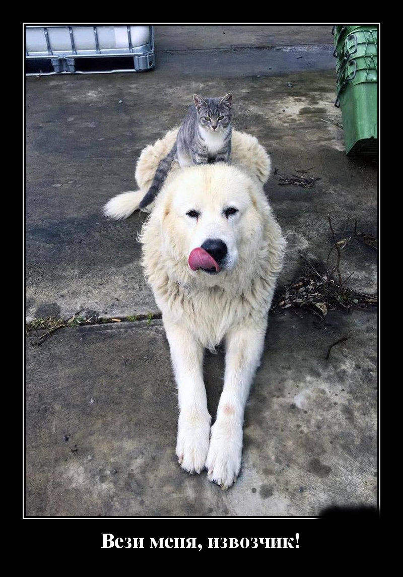 Podborka luchshikh demotivatorov 505 063